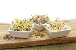 Keimsprossen Set Regenbogen (8 Sorten) | BIO Keimsprossen Sets Von FLORTUS | BIO Gewürze Set -Pegasus Verkaufsgeschäft 554611 BIO Keimsprossen Set Regenbogen 8 Sorten 2000 0739 4 1