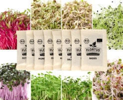 Keimsprossen Set Regenbogen (8 Sorten) | BIO Keimsprossen Sets Von FLORTUS | BIO Gewürze Set -Pegasus Verkaufsgeschäft 554611 BIO Keimsprossen Set Regenbogen 8 Sorten 2000 0739 5