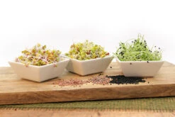 Keimsprossen Set Scharf (6 Sorten) | BIO Keimsprossen Sets Von FLORTUS