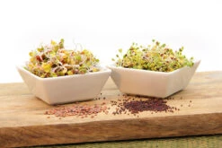 Keimsprossen Set Gesund (4 Sorten) | BIO Keimsprossen Sets Von FLORTUS -Pegasus Verkaufsgeschäft 554614 BIO Keimsprossen Set Gesund 4 Sorten 2000 0736 4 1