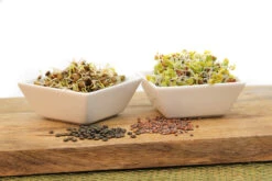 Keimsprossen Set Asiatisch (6 Sorten) | BIO Keimsprossen Sets Von FLORTUS -Pegasus Verkaufsgeschäft 554615 BIO Keimsprossen Set Asiatisch 6 Sorten 2000 0735 4