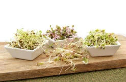 Keimsprossen Set Einsteiger (7 Sorten) | BIO Keimsprossen Sets Von FLORTUS -Pegasus Verkaufsgeschäft 554617 BIO Keimsprossen Set Einsteiger 7 Sorten 2000 0733 4