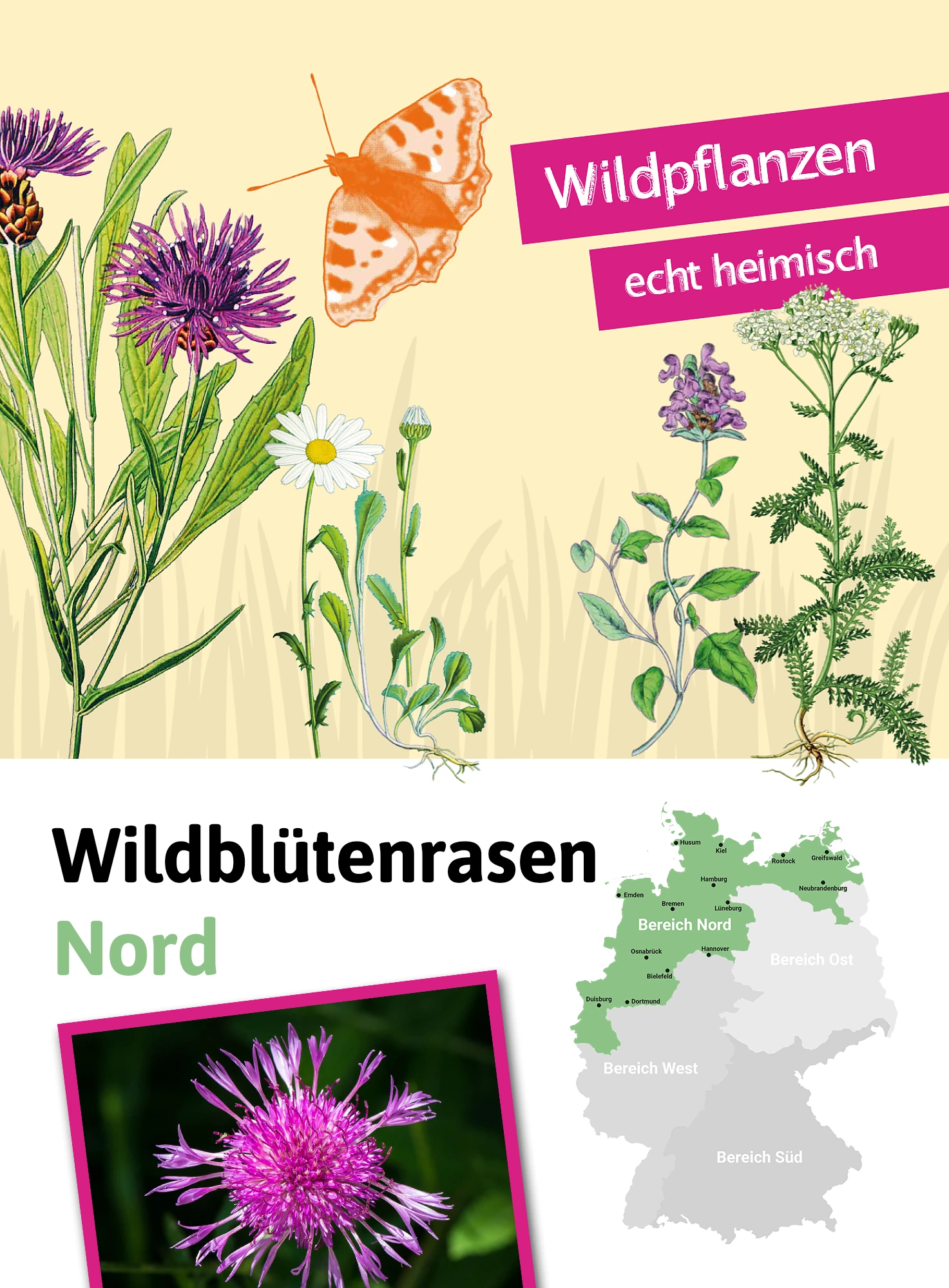Wildblütenrasen Nord (30 G) | Blumenrasen Von Tausende Gärten 4 Wildblütenrasen Nord (30 G) | Blumenrasen Von Tausende Gärten – Bild 2