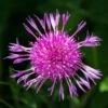 Wildblütenrasen Nord (30 G) | Blumenrasen Von Tausende Gärten -Pegasus Verkaufsgeschäft 554854 Wildbluetenrasen Nord 30 g 050 0027 3
