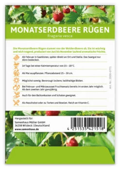 Monatserdbeere Rügen (100 Tütchen) | Erdbeersamen Von FLORTUS -Pegasus Verkaufsgeschäft 555104 Monatserdbeere Ruegen 100 Tuetchen 2000 0771 100x 2
