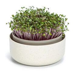 Sprossenschale | Keimschalen Von Plastia -Pegasus Verkaufsgeschäft 561275 Sprossenschale 1606711640 pa parent 0