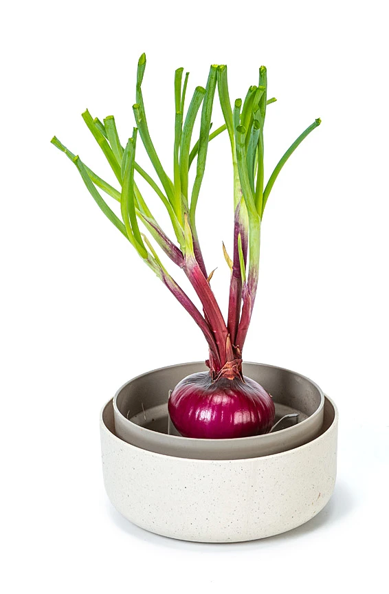 Pflanzschale ReGrow | Keimschalen Von Plastia 4 Pflanzschale ReGrow | Keimschalen Von Plastia – Bild 2